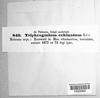 Triphragmium echinatum image